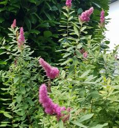Kolbenspiere rosa Kolbenspiere rosa