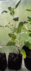 Blatt-Salbei, Küchensalbei Blatt-Salbei, Küchensalbei