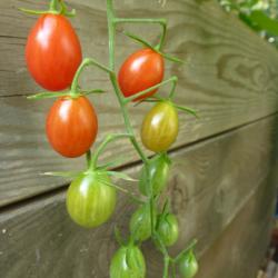 Tomate »Small Egg« Tomate »Small Egg«