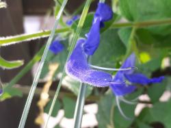 Salvia patens blau Salvia patens blau