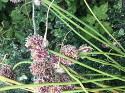Russischer Knoblauch Russischer Knoblauch