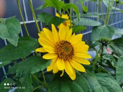 Staudensonnenblume Staudensonnenblume