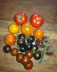 Tomatensamen Tomatensamen