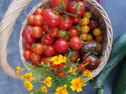 5x 12 Tomatensamen 5x 12 Tomatensamen