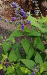 Salvia Salvia