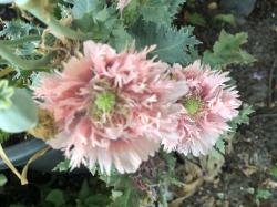 Samen Mohn, rosa gefüllt Samen Mohn, rosa gefüllt
