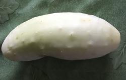 Gurke White Wonder Gurke White Wonder