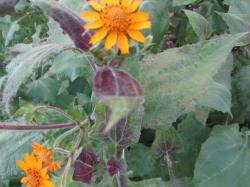 Yacon Morado und Neuseeland Yacon Morado und Neuseeland