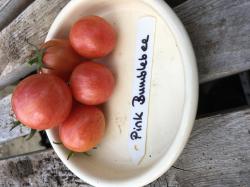 10 Tomatensamen Pink Bumble
