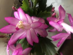Weihnachtskaktus - pinke Blüten Weihnachtskaktus - pinke Blüten