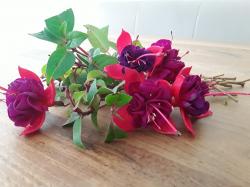 Fuchsie gefüllt Fuchsie gefüllt