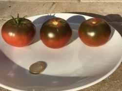 50 Samen von samenfesten Tomaten wie Lilac, Paul Robson, etc 50 Samen von samenfesten Tomaten wie Lilac, Paul Robson, etc