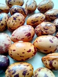 Borlotti, stangenbohne, Bohne, Trockenbohne Borlotti, stangenbohne, Bohne, Trockenbohne