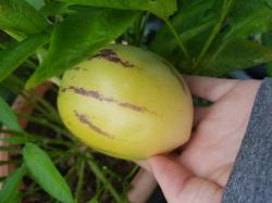 Saatgut Melonenbirne Pepino aus 2021