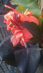Canna Canna