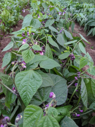 Samen: Buschbohne purple teepee Samen: Buschbohne purple teepee