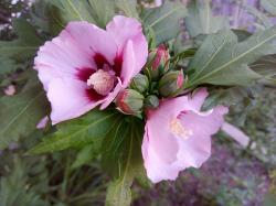 Gartenribisch Hibiskus pink rosa blauzwei Pflanzen Gartenribisch Hibiskus pink rosa blauzwei Pflanzen