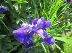 Iris Sibirica  kräftig blau