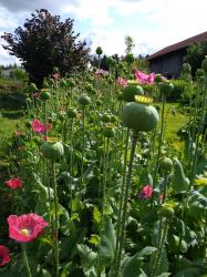 Blaumohn Speisemohn Blaumohn Speisemohn