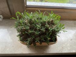 EUPHORBIA EUPHORBIA