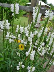 Gelenkblume weiß Gelenkblume weiß