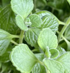 Puerto-Rico-Oregano Puerto-Rico-Oregano