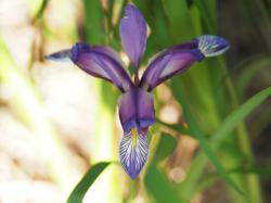 Pflaumenduftende Iris Pflaumenduftende Iris