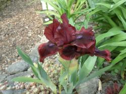 Iris Nana -rot- 2 Ableger Iris Nana -rot- 2 Ableger