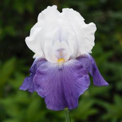 *Foto Hohe Iris weißer Dom u. bl. Hängeblätter *Foto Hohe Iris weißer Dom u. bl. Hängeblätter