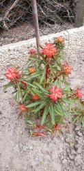 Euphorbia griffithii fireglow Euphorbia griffithii fireglow