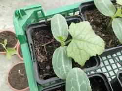 Luffa Luffa