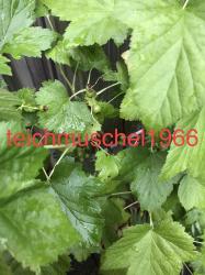 Schwarze Johannisbeere unbewurzelte Stecklinge Schwarze Johannisbeere unbewurzelte Stecklinge