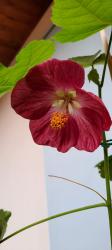 Abutilon Schönmalven Samen Abutilon Schönmalven Samen