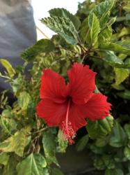 Hibiskus panaschiert Hibiskus panaschiert