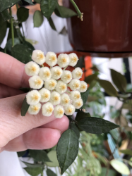 Wachsblume Wachsblume