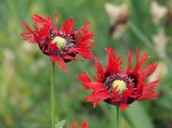 Fransenmohn Fransenmohn