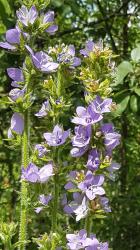 Primelblättrige Glockenblume Primelblättrige Glockenblume