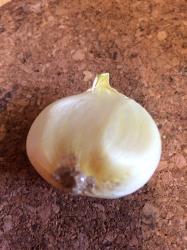 Elefantenknoblauch-Steckzwiebel Elefantenknoblauch-Steckzwiebel