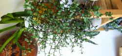 Callisia repens Callisia repens