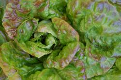 "Baquieu" Wintersalat "Baquieu" Wintersalat