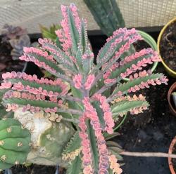 5 Kindel 'Pink Butterfly' 5 Kindel 'Pink Butterfly'