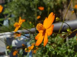 orange Cosmea orange Cosmea