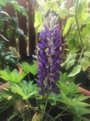 Garten-Lupine Garten-Lupine