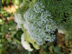Wald-Engelwurz Wald-Engelwurz