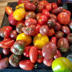 Tomaten-Samen 2019 - 2021 Tomaten-Samen 2019 - 2021