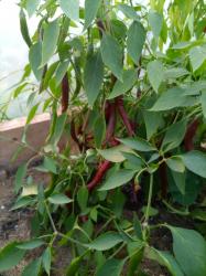 Cayenne Chocolate Chili Cayenne Chocolate Chili