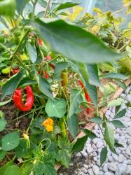 Rokita Spitzpaprika Rokita Spitzpaprika