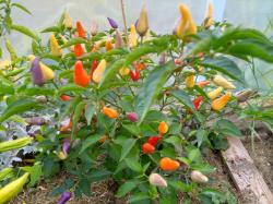 Ecuador Purple Chili Ecuador Purple Chili