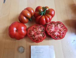 Tomate Ficarazzi oder Johannisfeuer Tomate Ficarazzi oder Johannisfeuer