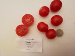 Tomate Friesje Tomate Friesje